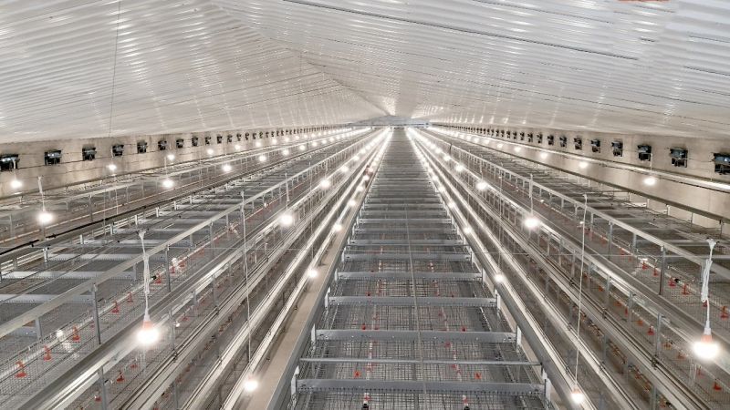 自動化養(yǎng)雞設備廠家分析雞群頻繁發(fā)病原因