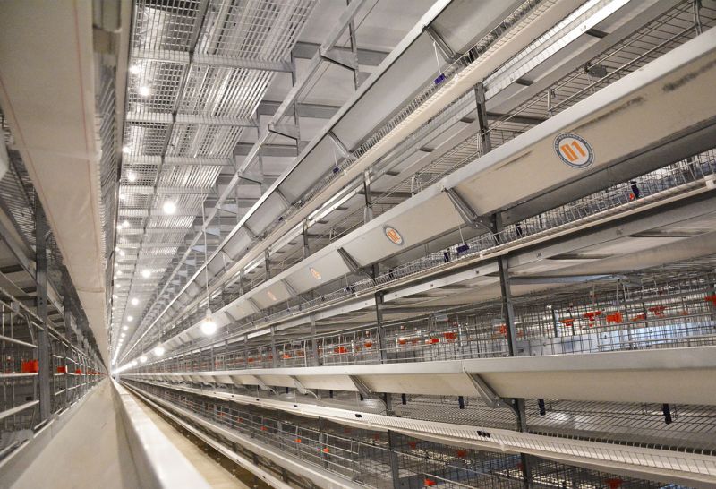 超高層疊養(yǎng)雞設(shè)備好在哪？