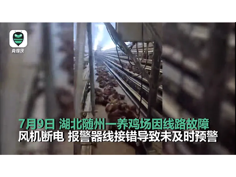 4000只雞被熱死！湖北養(yǎng)雞場停電故障給我們的啟示