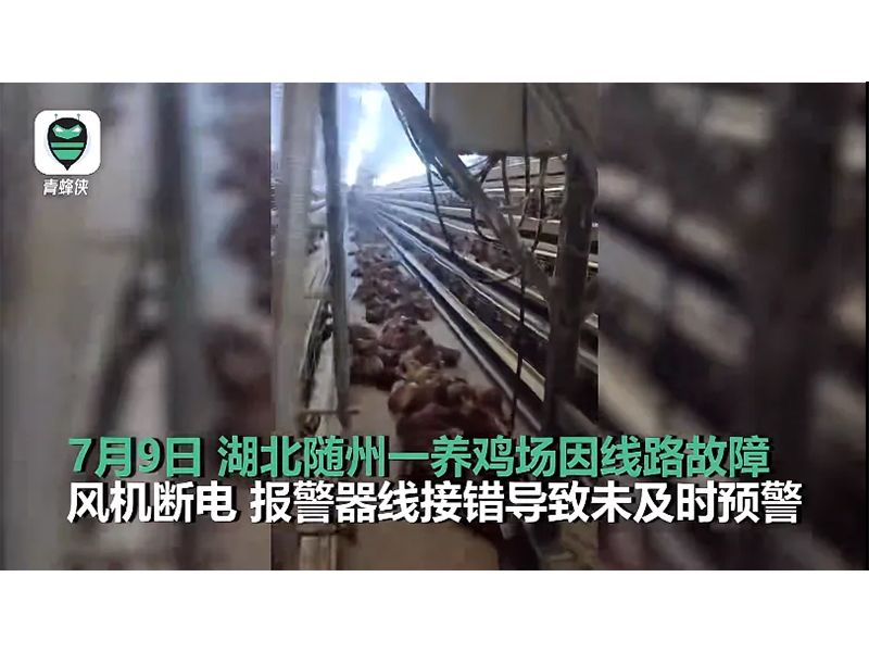 4000只雞被熱死！湖北養(yǎng)雞場(chǎng)停電故障給我們的啟示