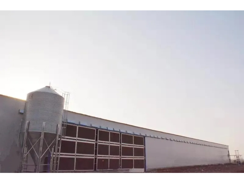 想要把雞養(yǎng)好，這些細節(jié)不可忽視