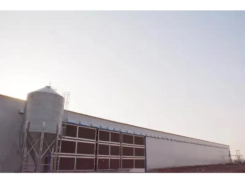 想要把雞養(yǎng)好，這些細(xì)節(jié)不可忽視