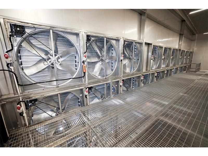 春夏氣溫驟升之際，雞舍應該采取哪些應對措施？