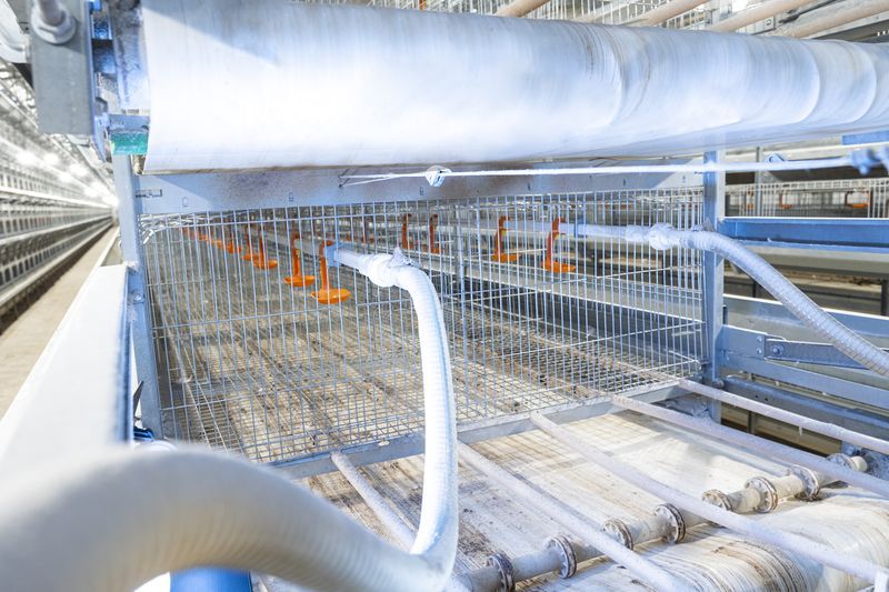 自動(dòng)化養(yǎng)雞喂料設(shè)備出現(xiàn)問題怎么辦？