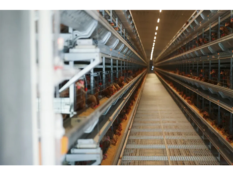 規(guī)模養(yǎng)雞場如何防范和應對雷暴大風等強對流天氣？