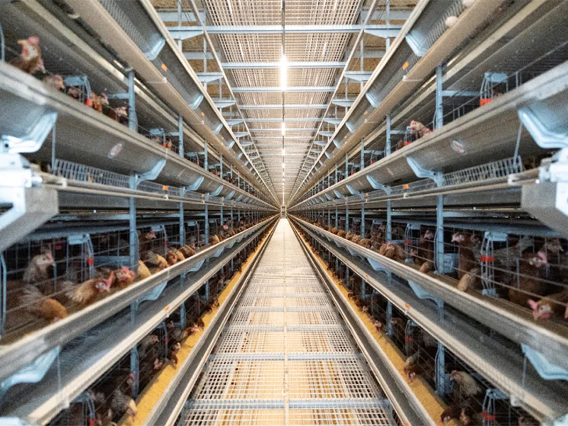 秋季養(yǎng)雞，如何做好雞舍的通風(fēng)管理工作？