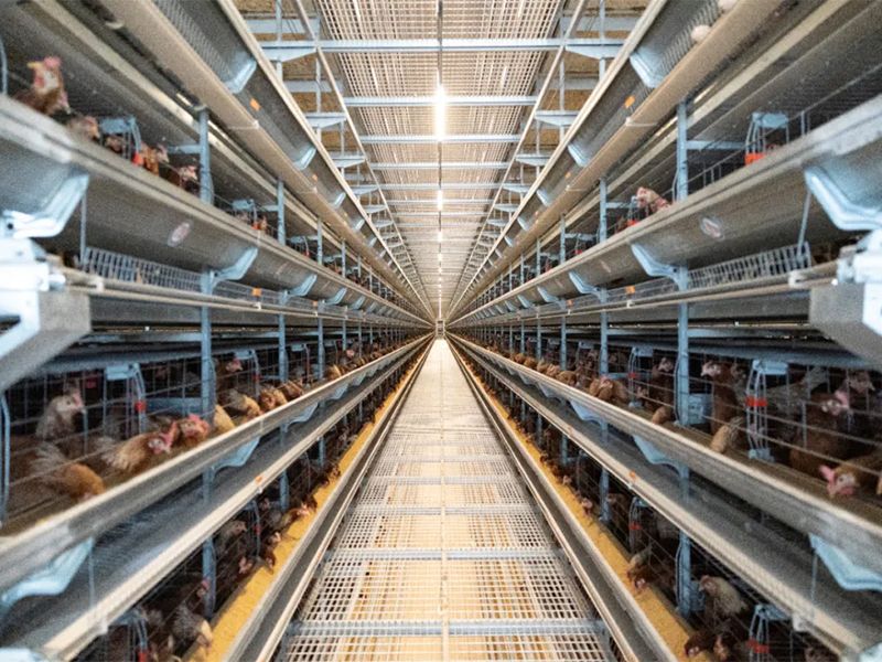 秋季養(yǎng)雞，如何做好雞舍的通風(fēng)管理工作？