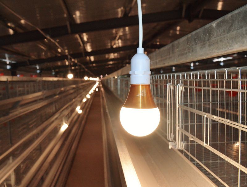 智能化養(yǎng)雞設(shè)備：提升效率，保障品質(zhì)的創(chuàng)新選擇