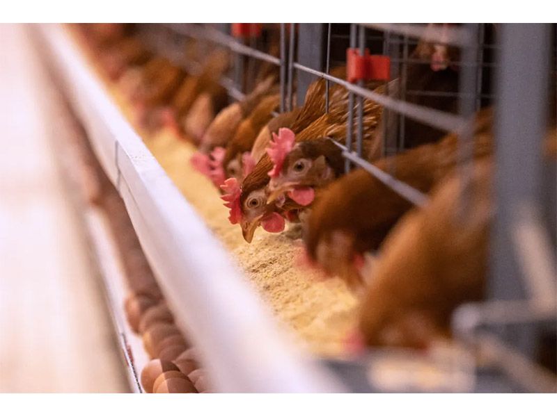 冬季來臨，養(yǎng)殖戶注意做好設備安全管理